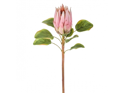 protea